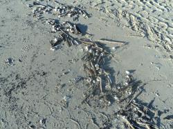  * Escapade à Bray-Dunes et Zuydcoote