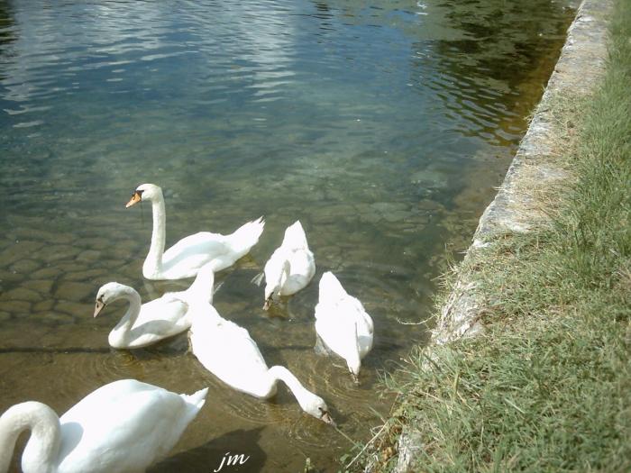 les cygnes