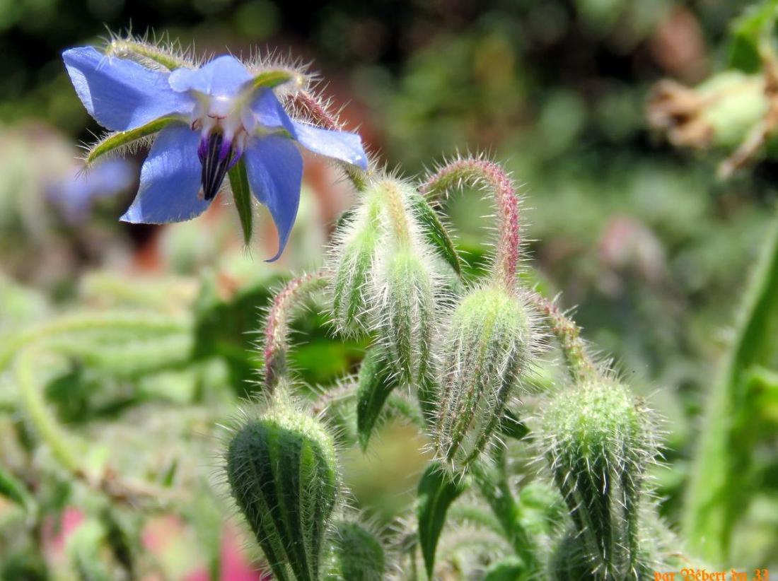 fleurs de bourrache 