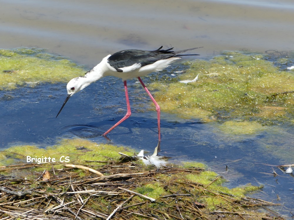 Les échasses blanches au Parc du Teich...