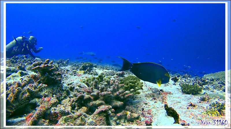 Plongée à la passe nord Garuae - Fakarava - Archipel des Tuamotu - Polynésie française