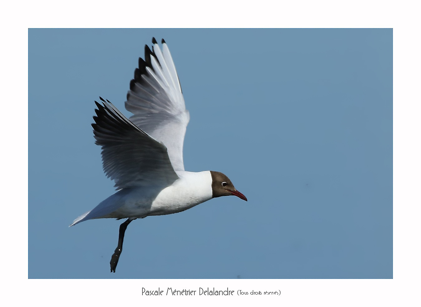 Mouette rieuse