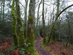 CR / RANDO 15 / ST-MEDARD-EN-JALLES