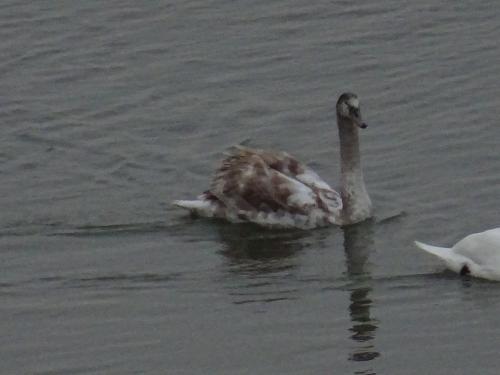 "Le Lac du Der" - Jeudi 09 novembre 2017