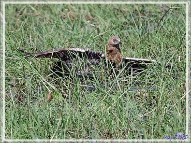 L'attaque d'un Busard grenouillard (Circus ranivorus) sur un autre oiseau (cormoran ?) - Safari nautique - Parc National de Chobe - Botswana