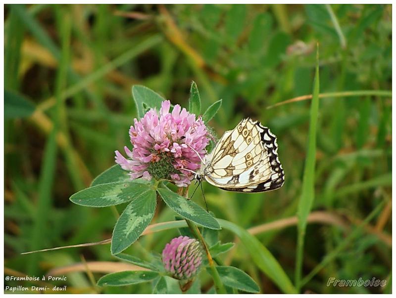 Papillon Demi-deuil - 2016