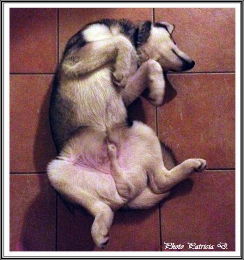 Les p'tits loups font la sieste (6 janvier 2016)