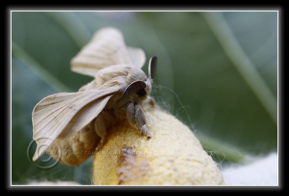 Naissance de mes deux premiers Bombyx du Mûrier...