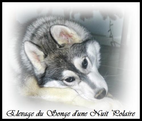 Houka (4,5 mois)