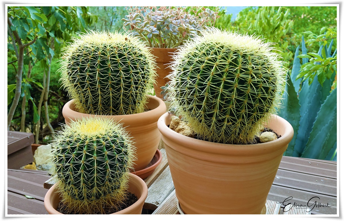 Cactées et Succulentes