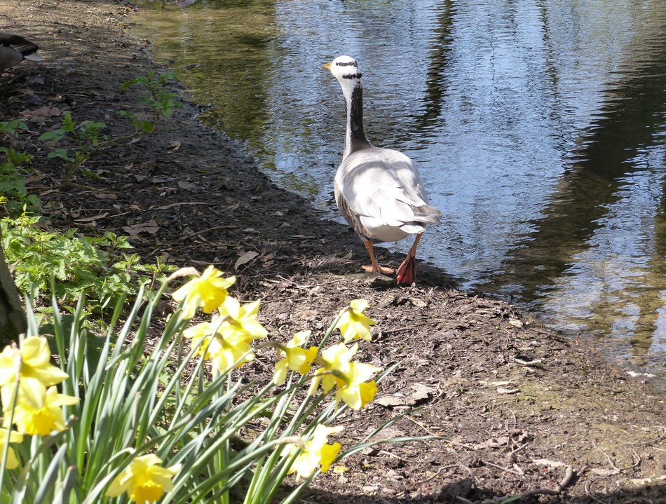 Le parc du Zoo d'Amiens