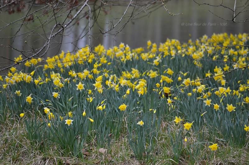 20 Mars : c'est le Printemps ! 