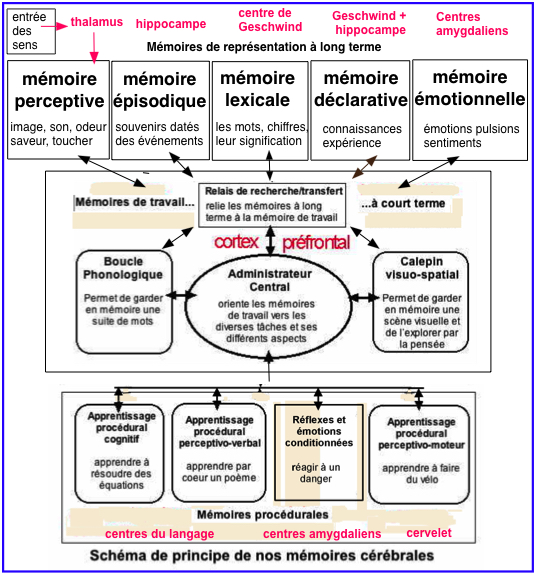 Nos mémoires "procédurales"