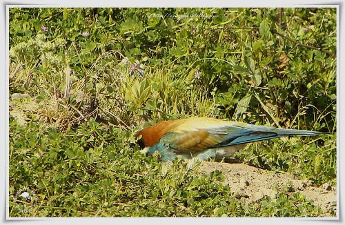Guêpier d'Europe - Merops apiaster - European Bee-eater