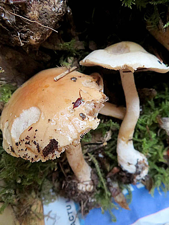 La Société Mycologique et le CSCL a organisé  une sortie découverte sur les  champignons le 16 novembre