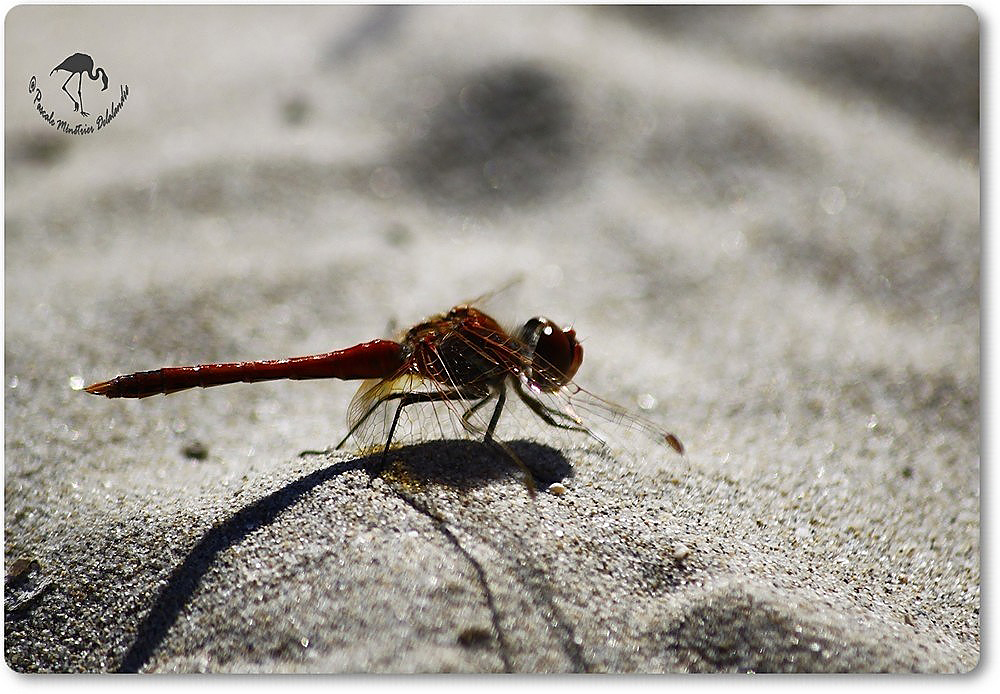 Libellule Sympétrum de Fonscolombe (Sympetrum fonscolombii) mâle... Sur le sable.