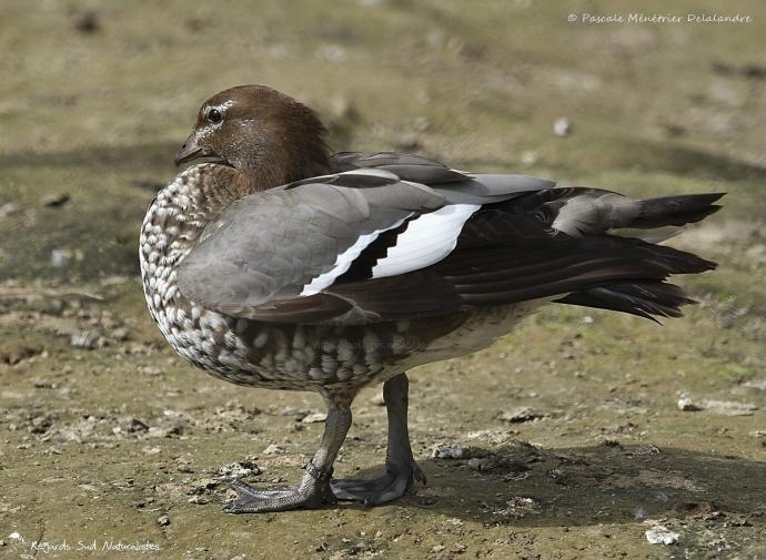 Canard à crinière