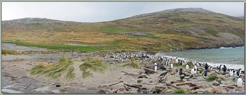 Grave Cove : le domaine des Manchots papous, Gentoo Penguin (Pygoscelis papua) - West Falkland (Malvinas, Malouines) - Grande-Bretagne