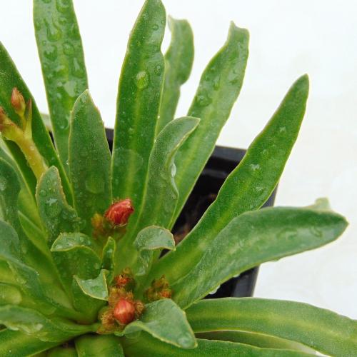 Fleurs cultivées : Lewisia