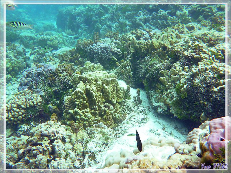 Mise à l'eau dans le "Jardin de corail" côté océan - Motu Tautau - Taha'a - Polynésie française