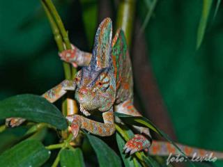 Caméléons drôles de bestioles (2)
