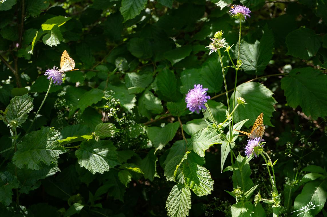 Le  lac d'Etival estival  : Papillonnages