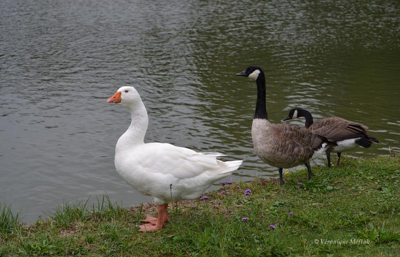 Rambouillet : Les oies du Parc du Château