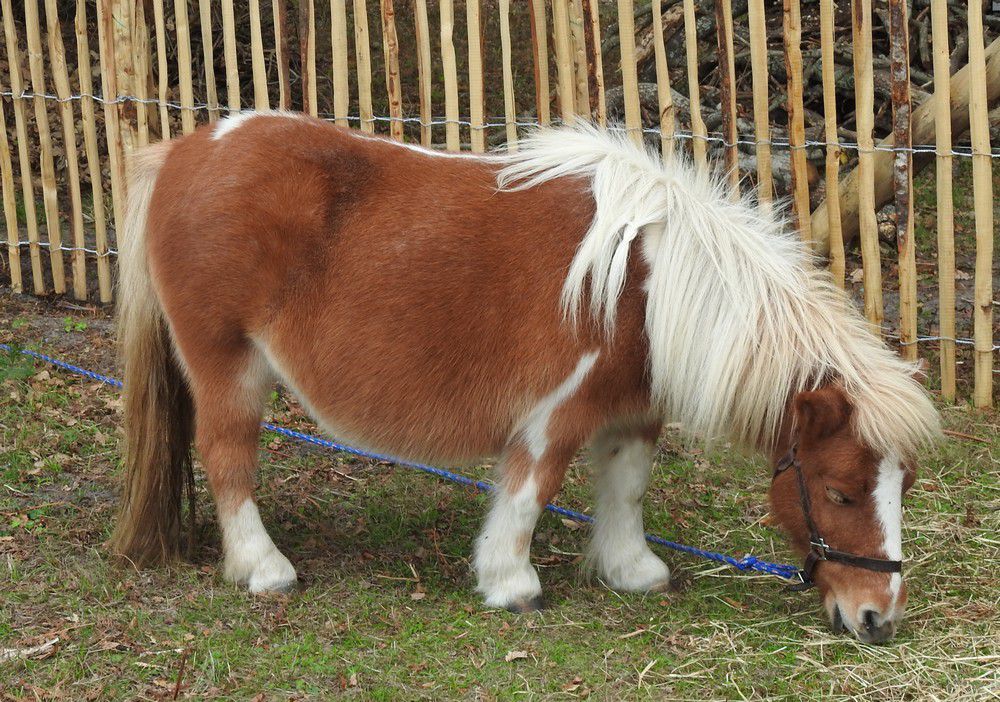 Fête de l'arbre et des plantes 2022...