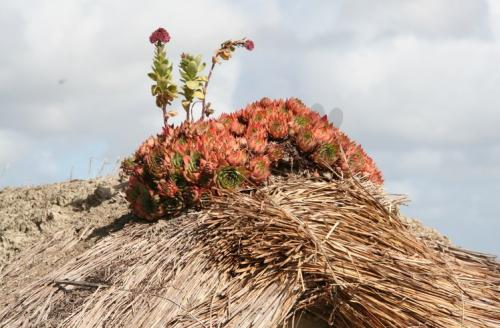 Fleurs cultivées : Joubarbe