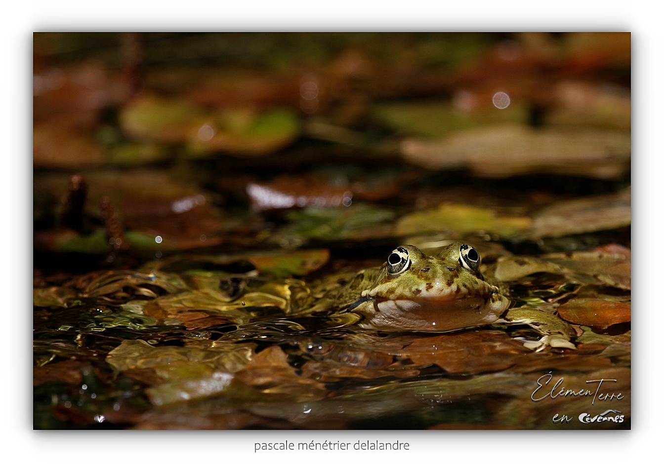 Grenouilles rieuses