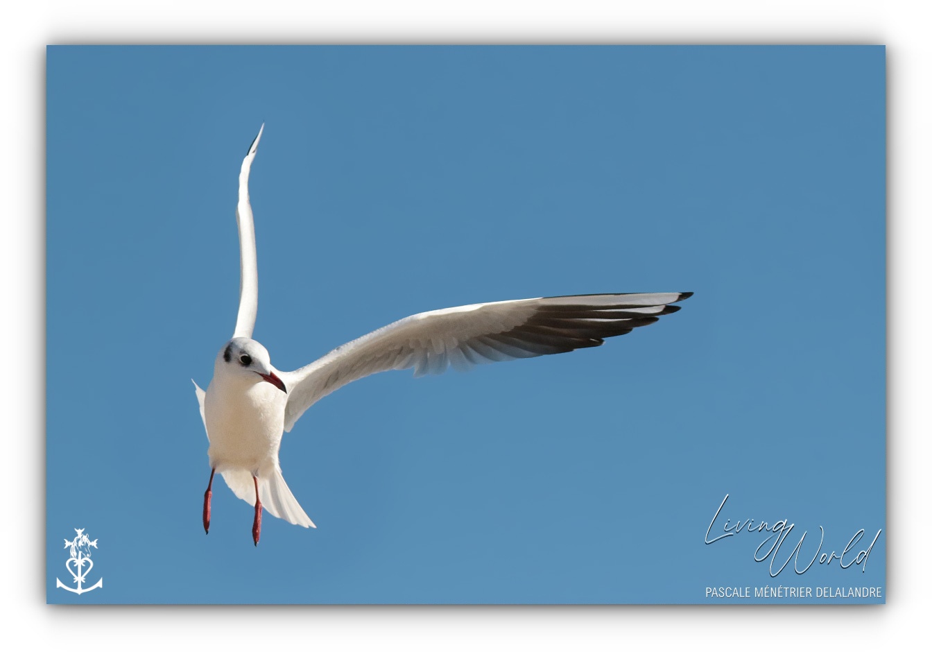Dans le sable, dans l'eau ou dans les airs... seule ou en groupe.
