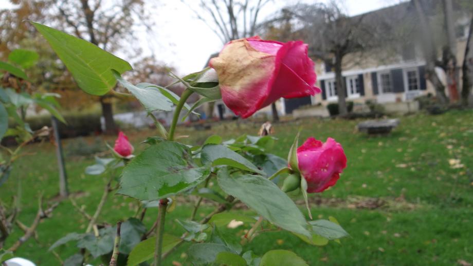 Les Dernières Roses de l'Année...