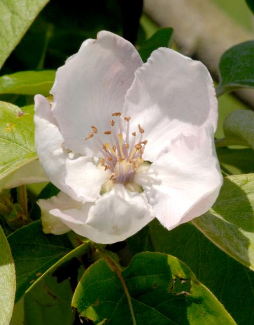 Arbre fruitier : Cognassier