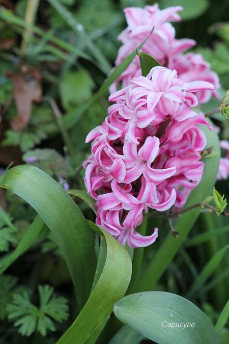 Le printemps au jardin, c'est parti ! 