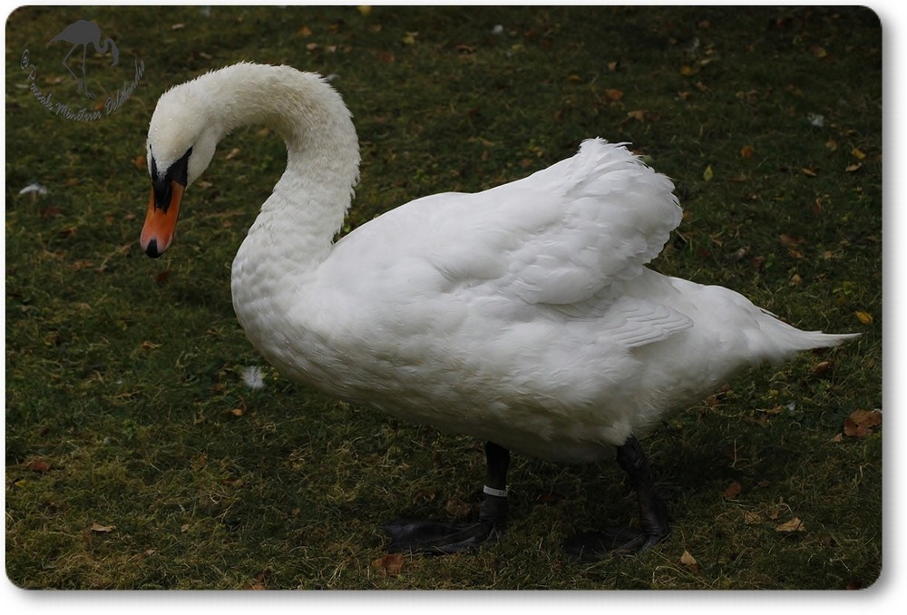 Cygne tuberculé...
