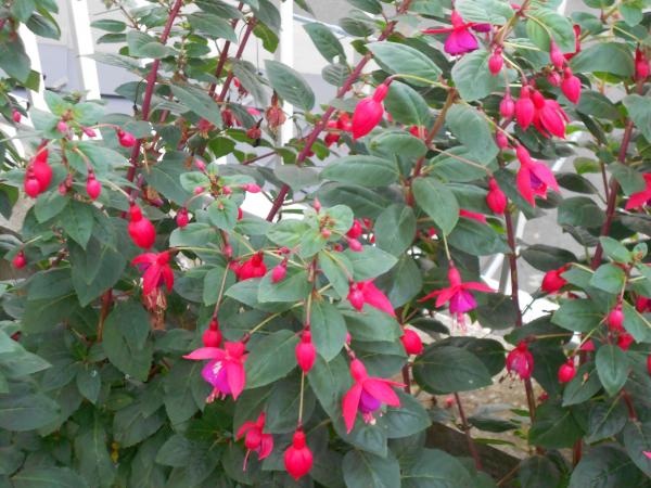 Un petit tour de jardin ... !!!