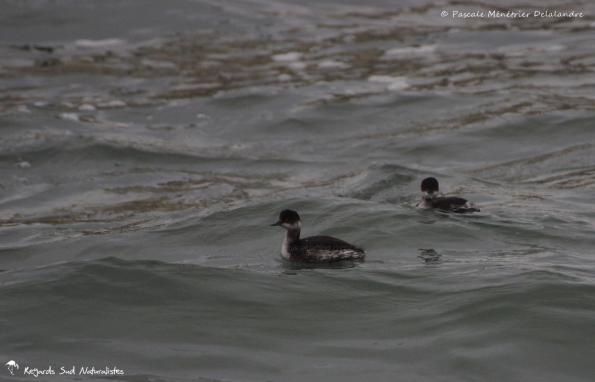 Grèbes à cou noir