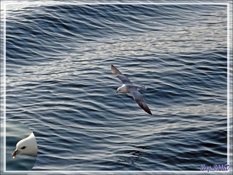 Fulmar boréal, Pétrel fulmar, Northern Fulmar (Fulmarus glacialis) - Région de Qaanaaq - Groenland