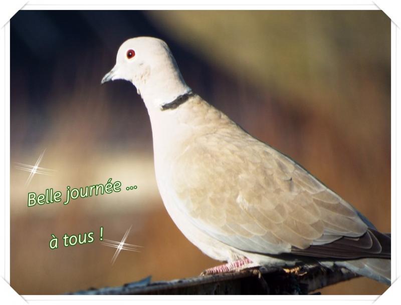 "Visites au jardin" ...