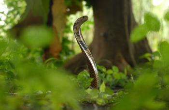 Cobra-des-forÃªts1