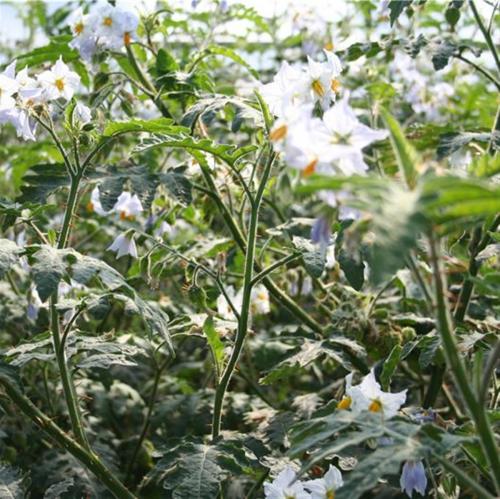 Fleurs cultivées : Morelle de Balbis