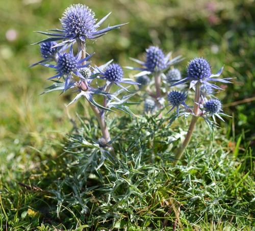 Fleurs cultivées : Panicaut