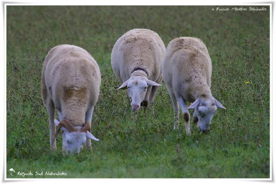 Le bonheur est dans le pré pour les Brebis et le Bélier