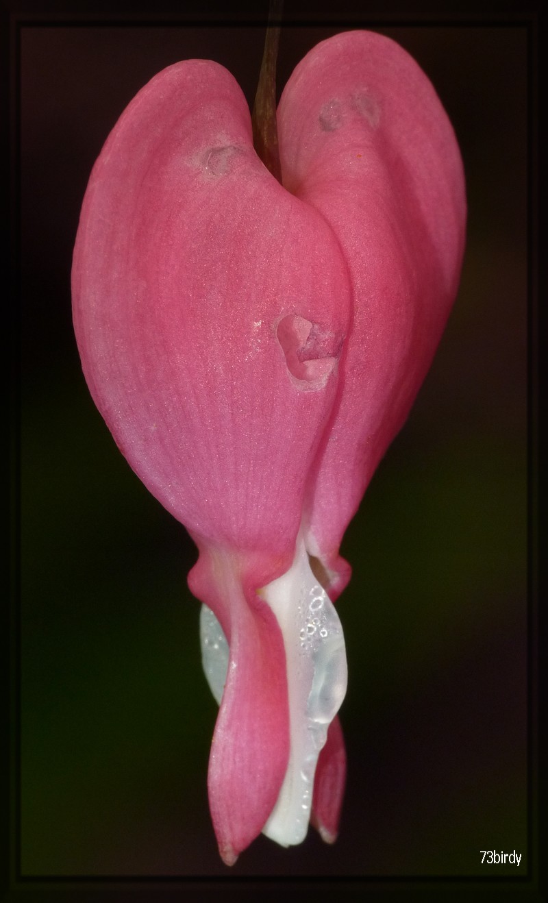 Coeur de Marie