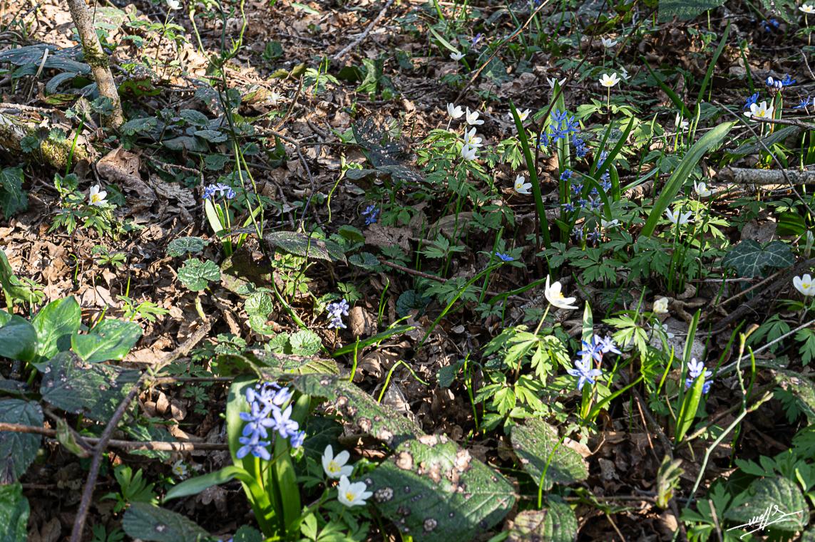 Vergongeat et son trésor