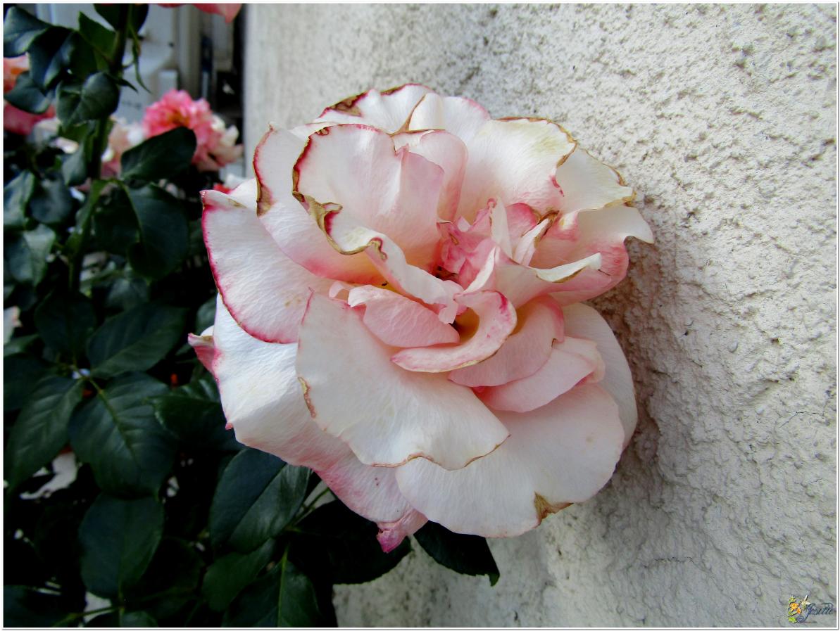 2024  LES ROSES DU JARDIN 