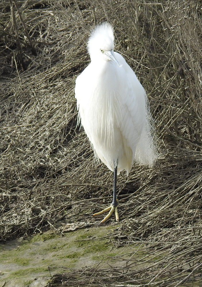 Aigrette garzette - février 2023...