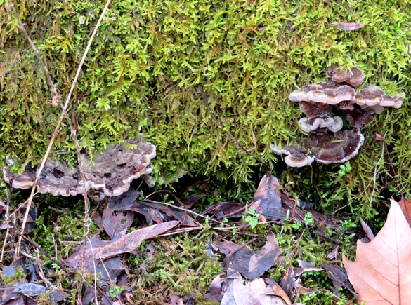Une belle balade aux bords du lac de Marcenay, à la recherche de champignons d'hiver...