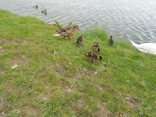 Comment apprivoiser un couple de cygnes !
