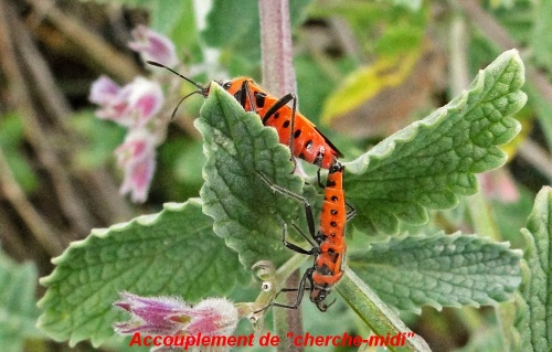insectes